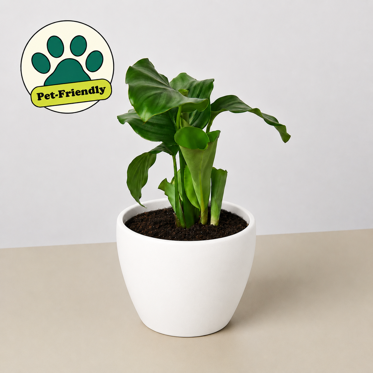 Calathea 'Orbifolia'