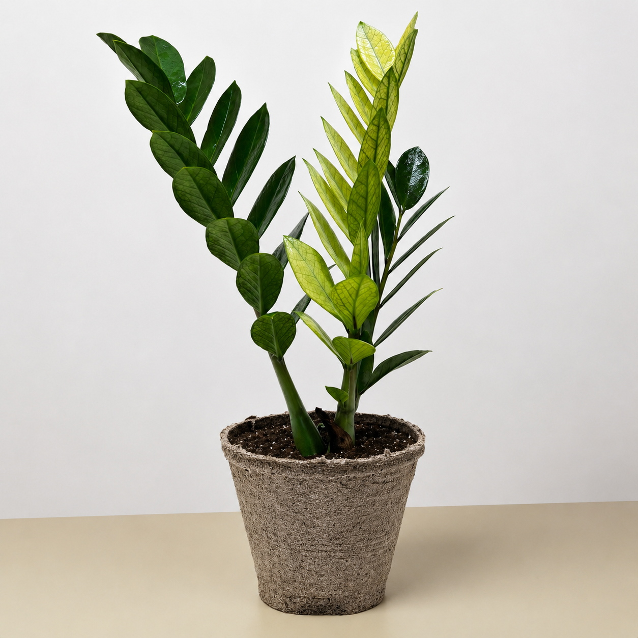 Zamioculcas 'Chameleon'