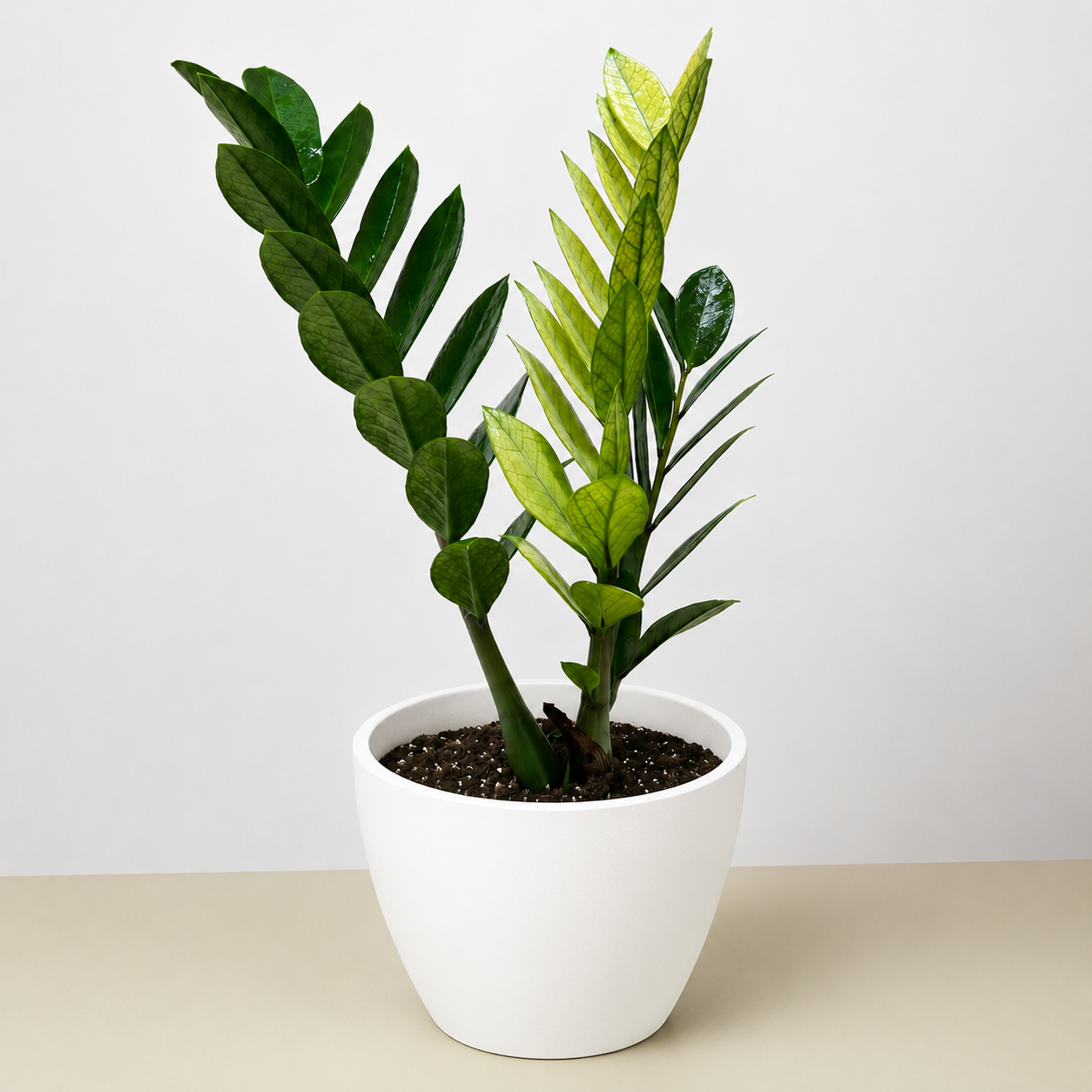 Zamioculcas 'Chameleon'