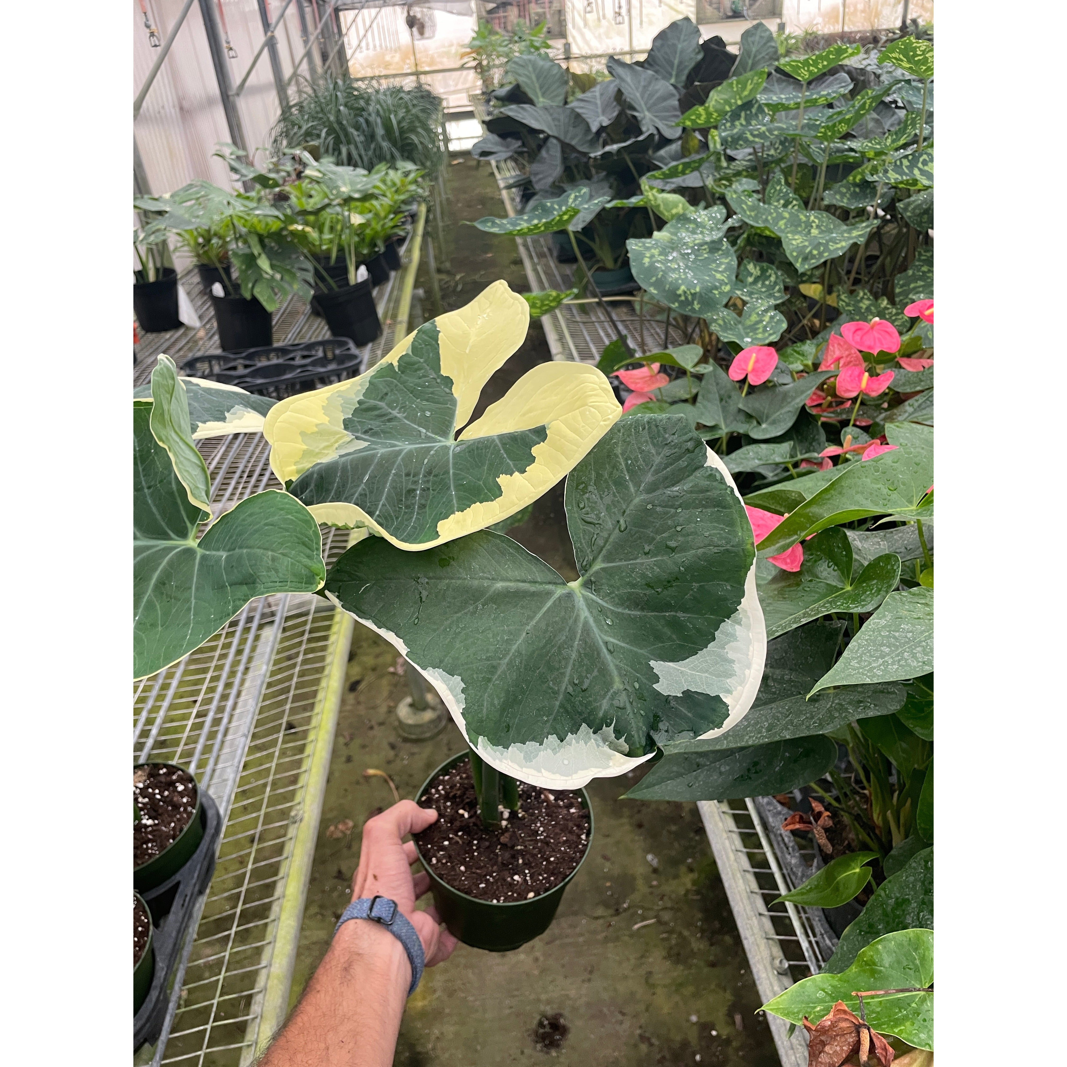 Alocasia 'Mickey Mouse' (Xanthosoma sagittifolium 'Variegatum Monstrosum')