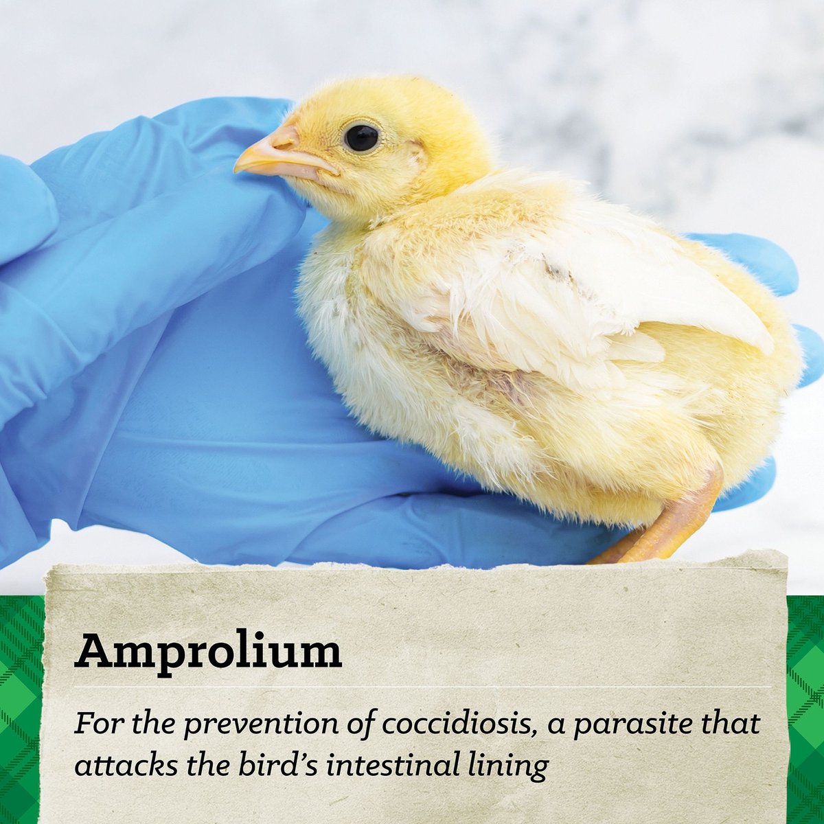 CHICKSTARTER nutrena #40