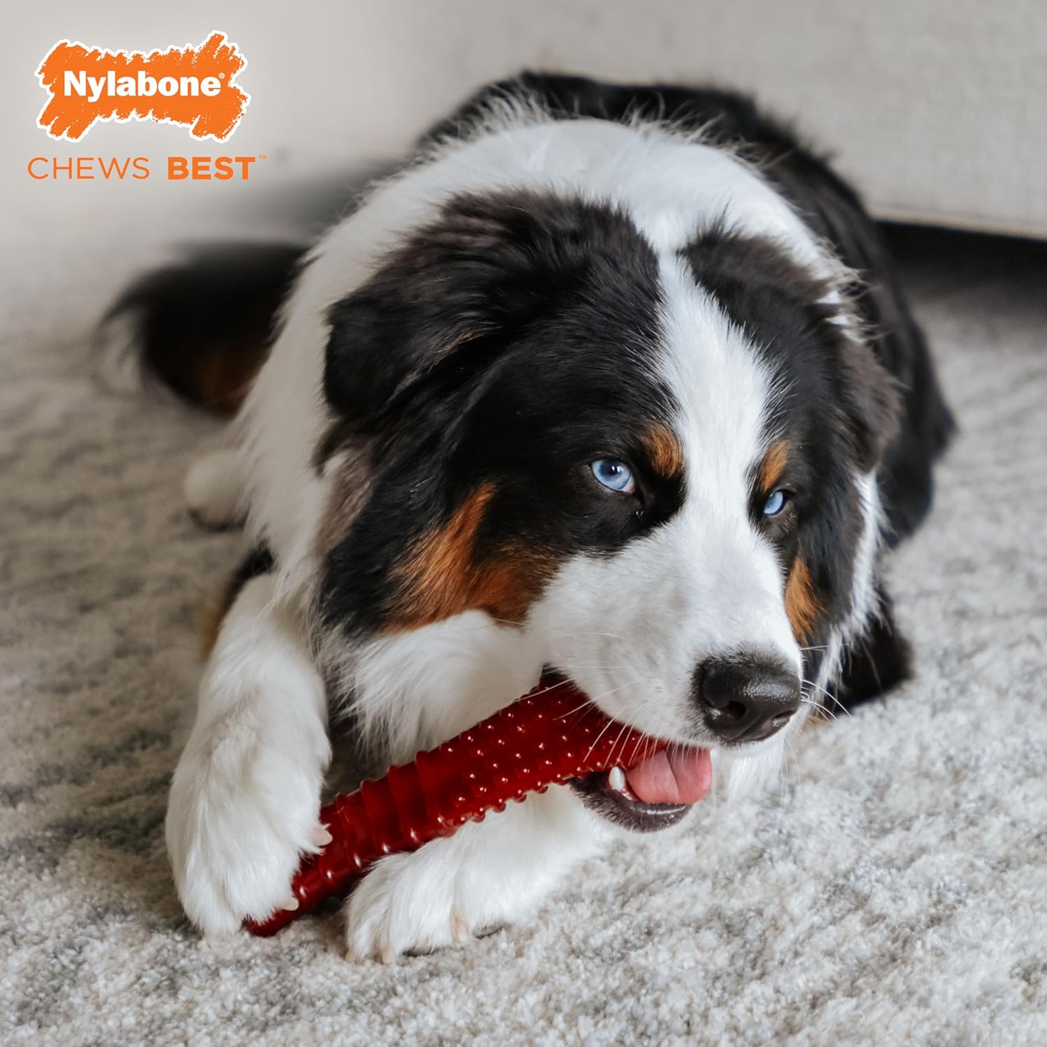 Nylabone Textured Bone Power Chew Toy for Dogs, Durable & Tough Dog Toys for Aggressive Chewers, Basted Blast Bacon and Steak Flavor, X-Large Dogs - 50+