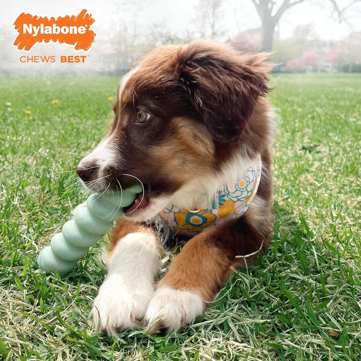 Nylabone Puppy Teething Toy