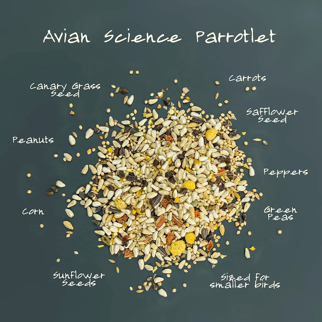Volkman Avian Science Super Parrotlet 4#