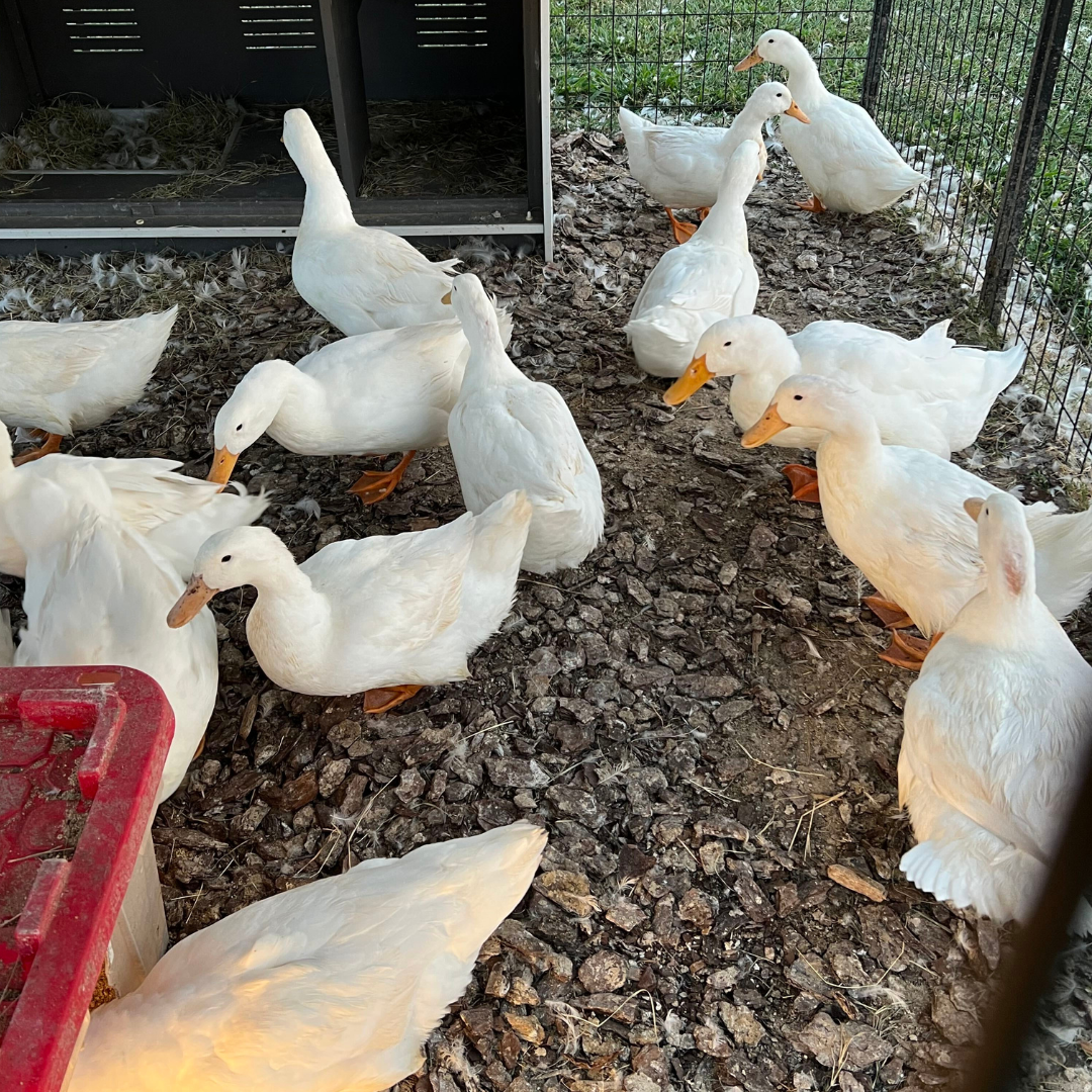 Peking Duck Hatching Eggs 6 Count