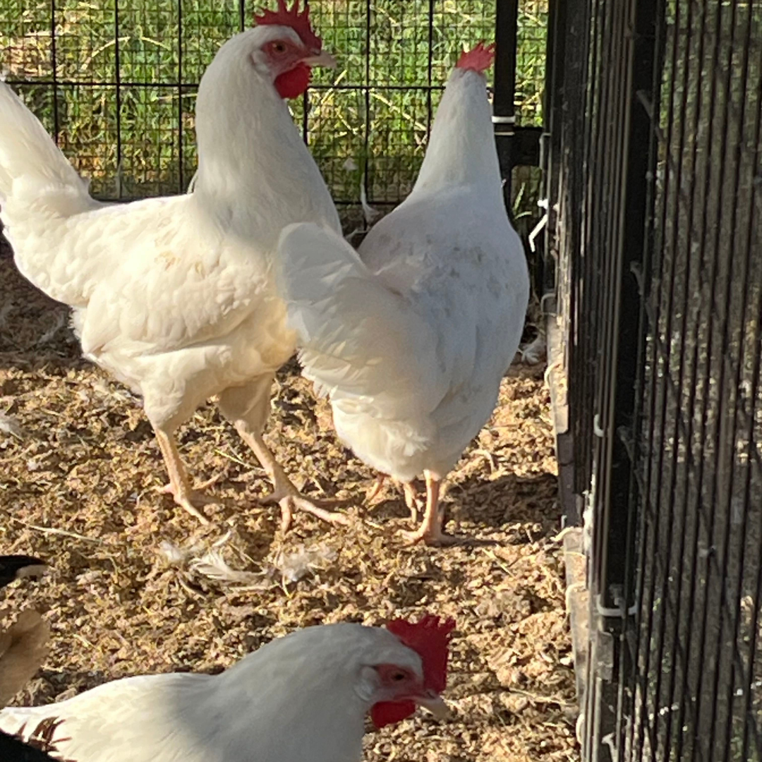 White Leghorn Chicken Hatching Eggs - 6 Count