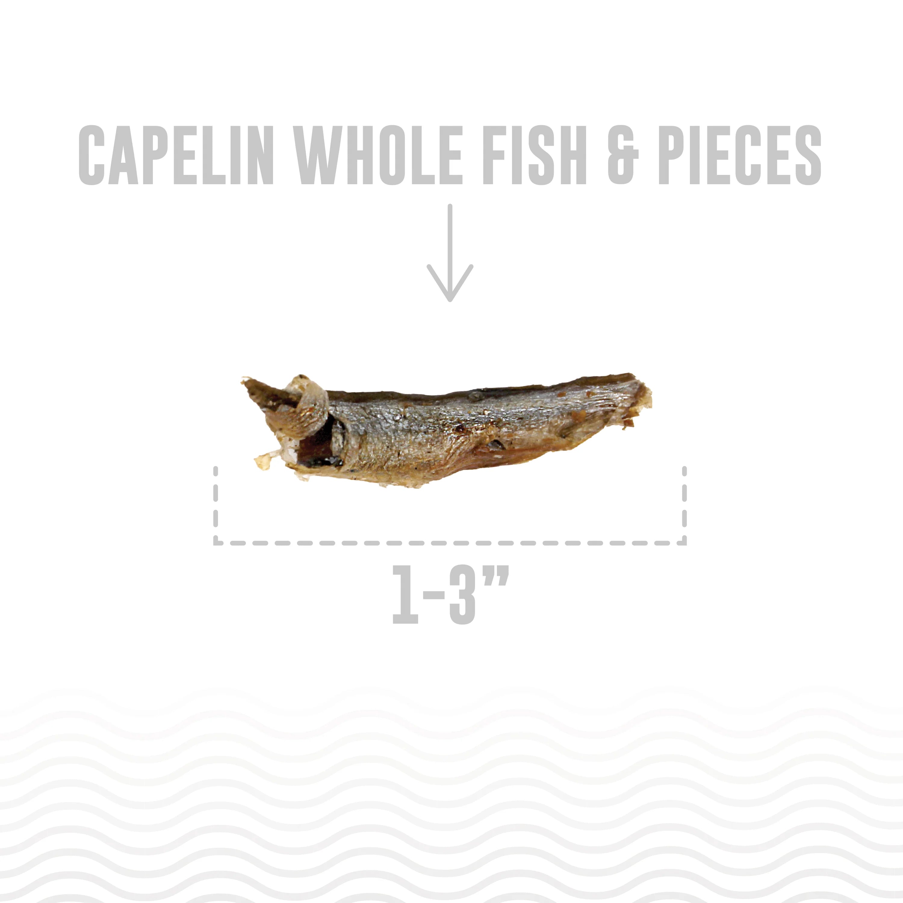 ICELANDIC CAPELIN WHOLE FISH & PIECES 1.5oz
