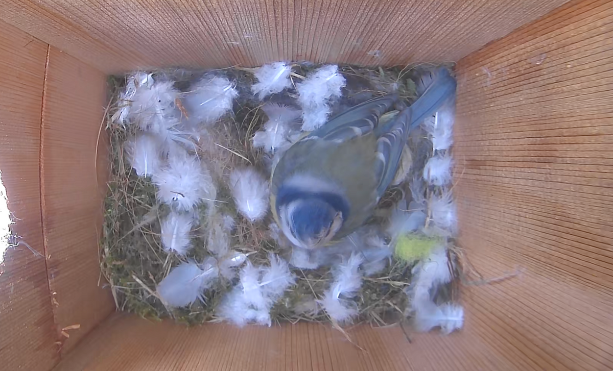 WiFi Bird House Camera System