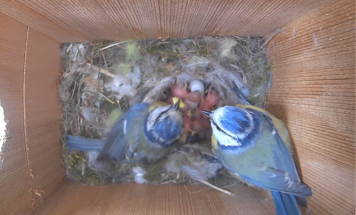 WiFi Bird House Camera System