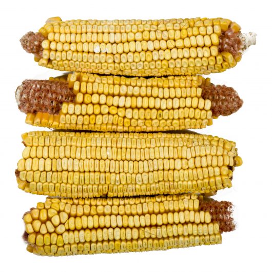 Chuckanut Corn On The Cob 5lb
