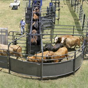 Sheeted Sweep Corral System 1