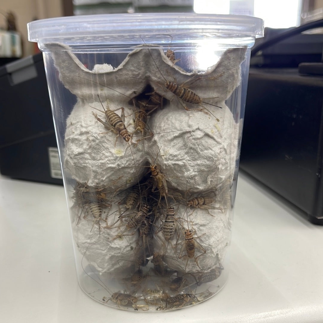 Crickets Cup aprox 50