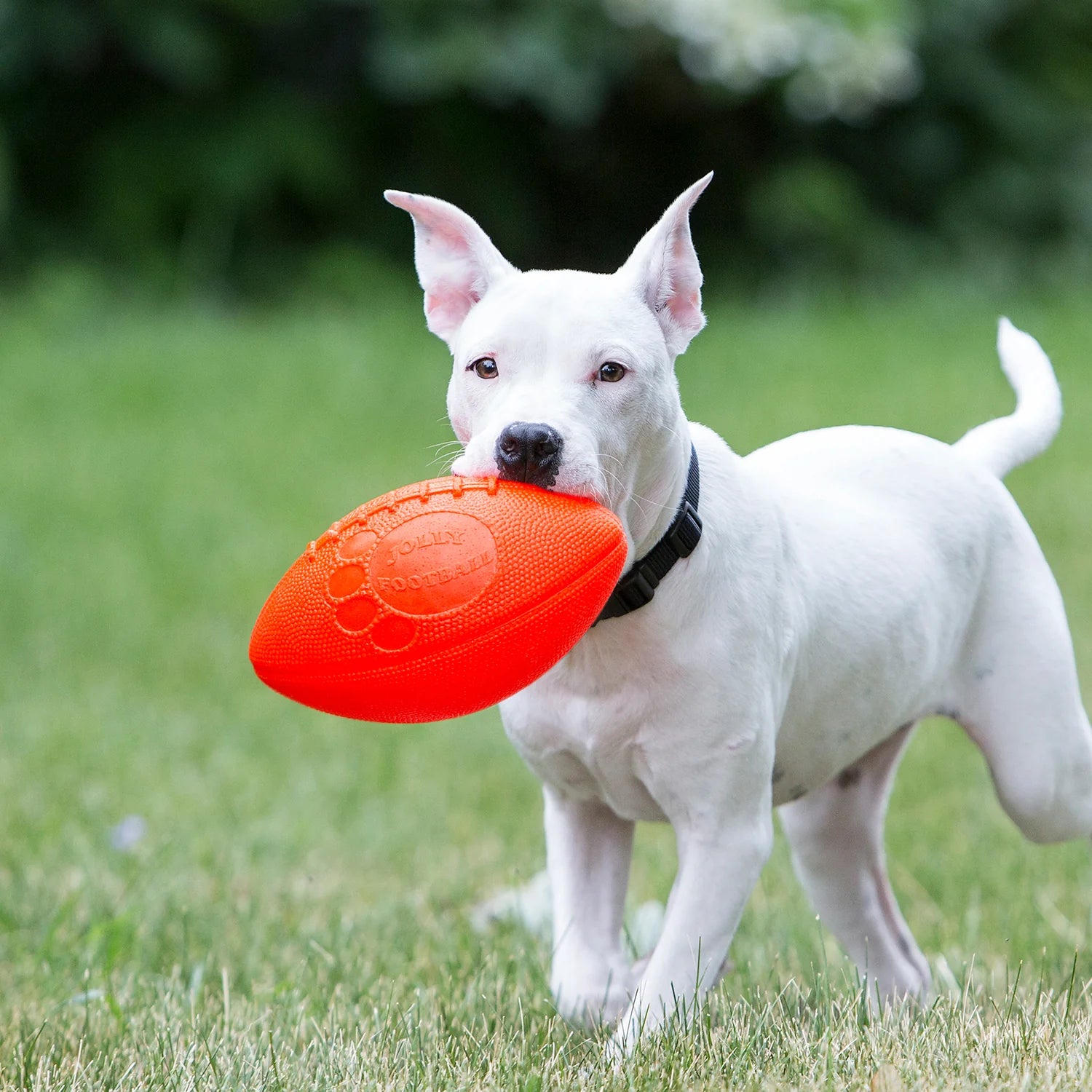 JollyPets Football Orange