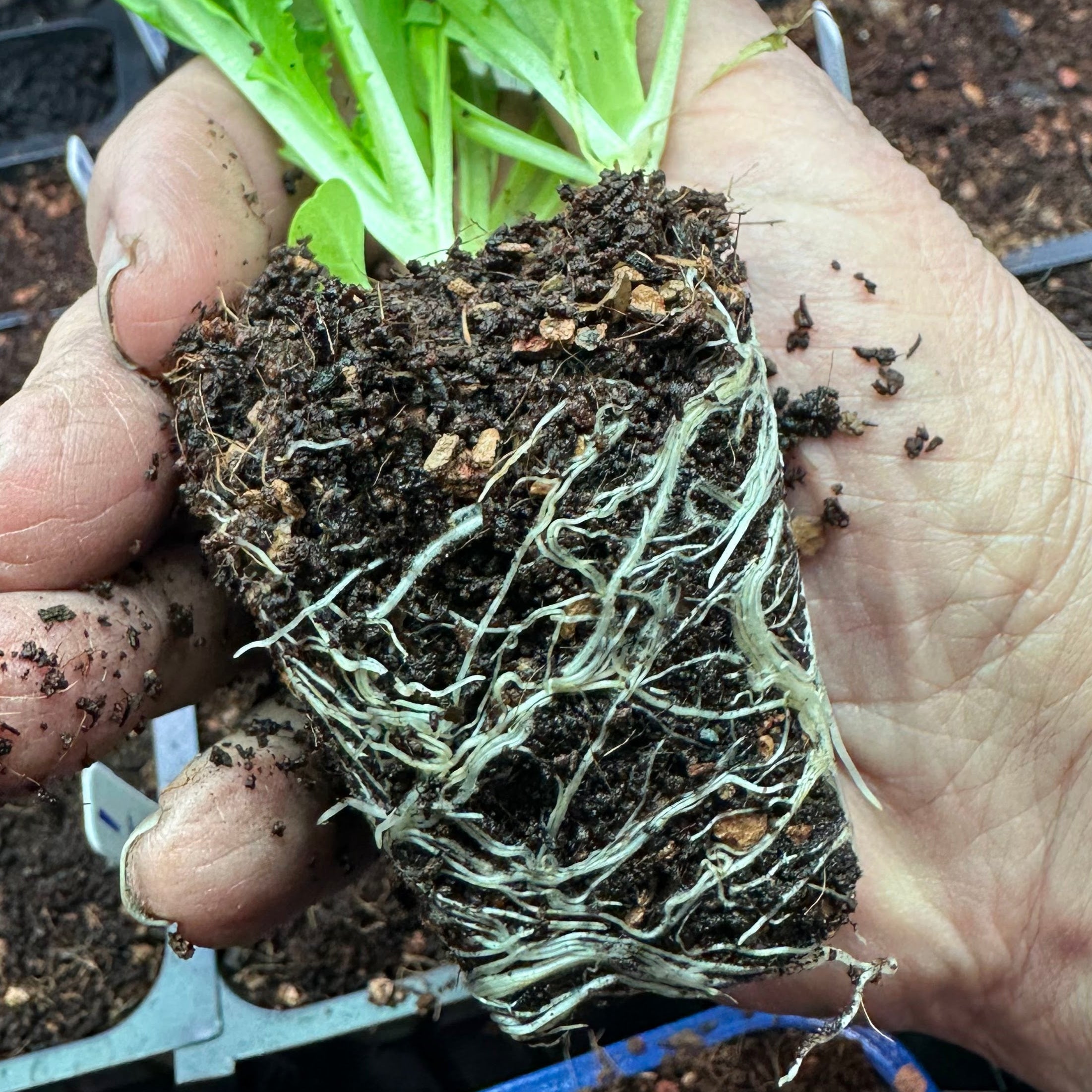Seedling & Propagation Mix