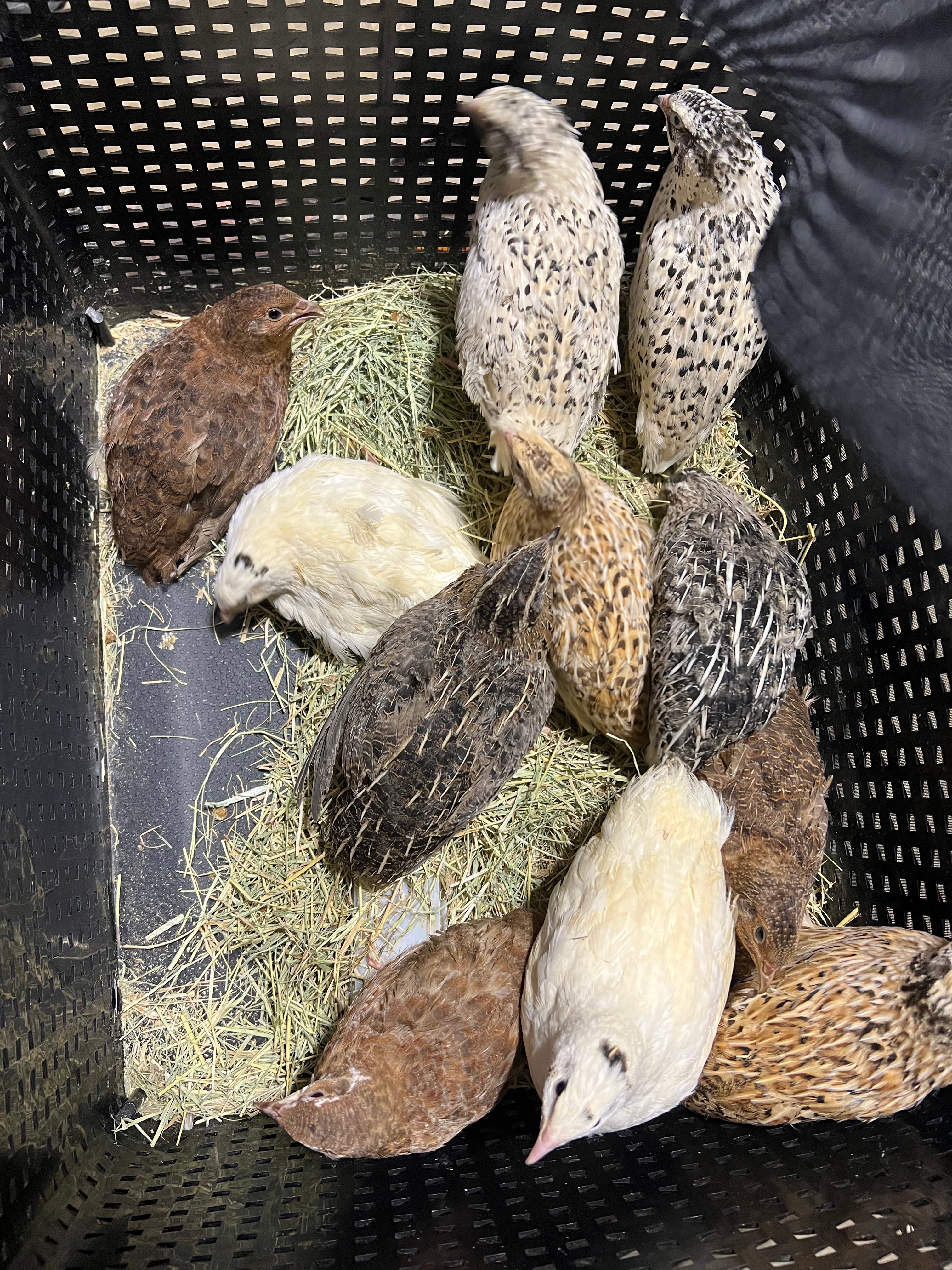 Jumbo Hatching Eggs Mixed Colors Hens Choice