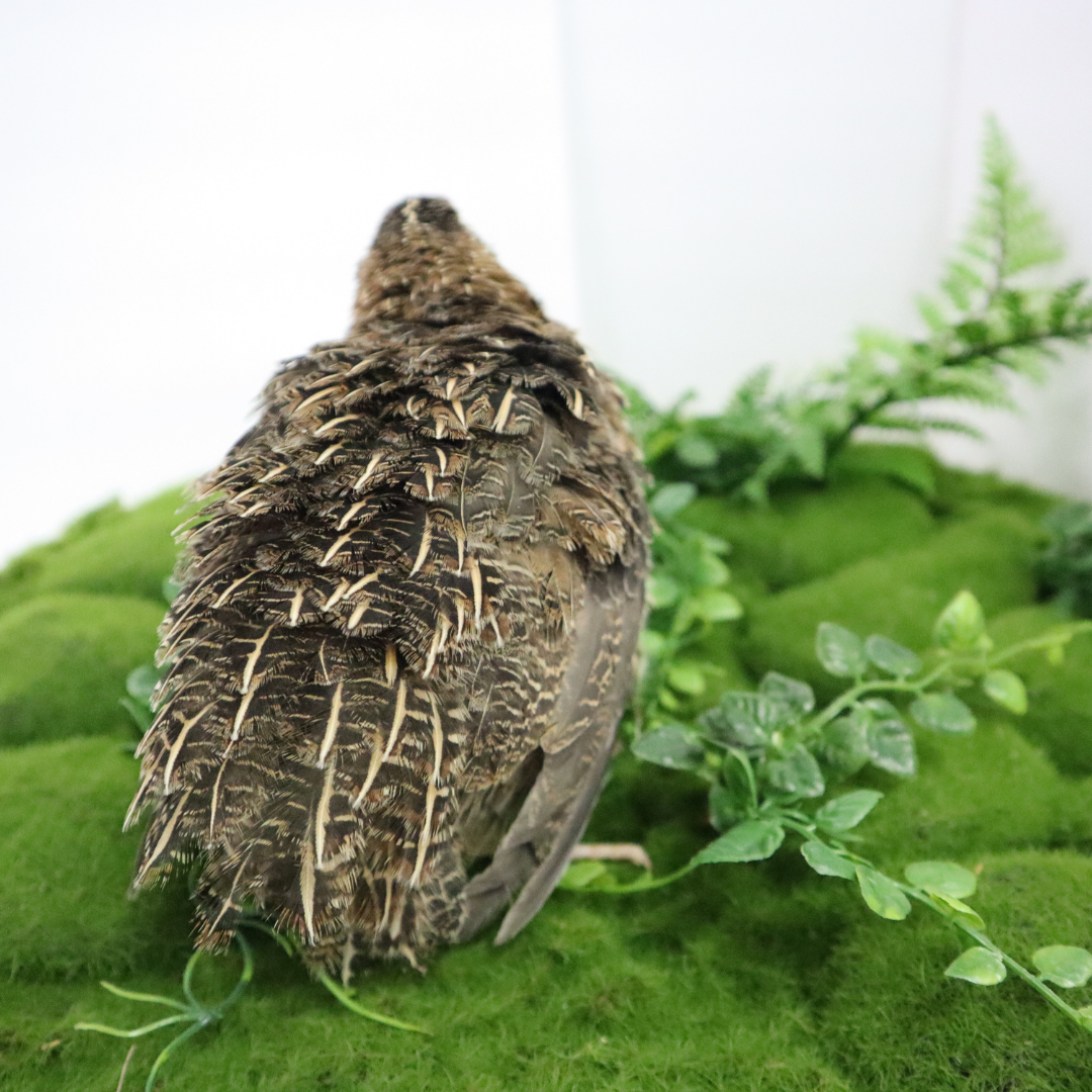 Jumbo Coturnix Quail Eggs Brown/Wild type for Hatching, Fertile Quail Eggs from Quality Monitored Flocks Birds Reach Jumbo Size Within 10 Weeks