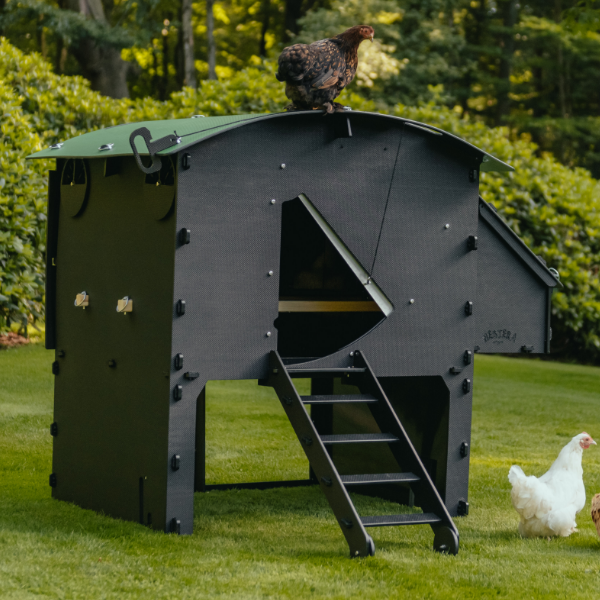 Chicken Coop