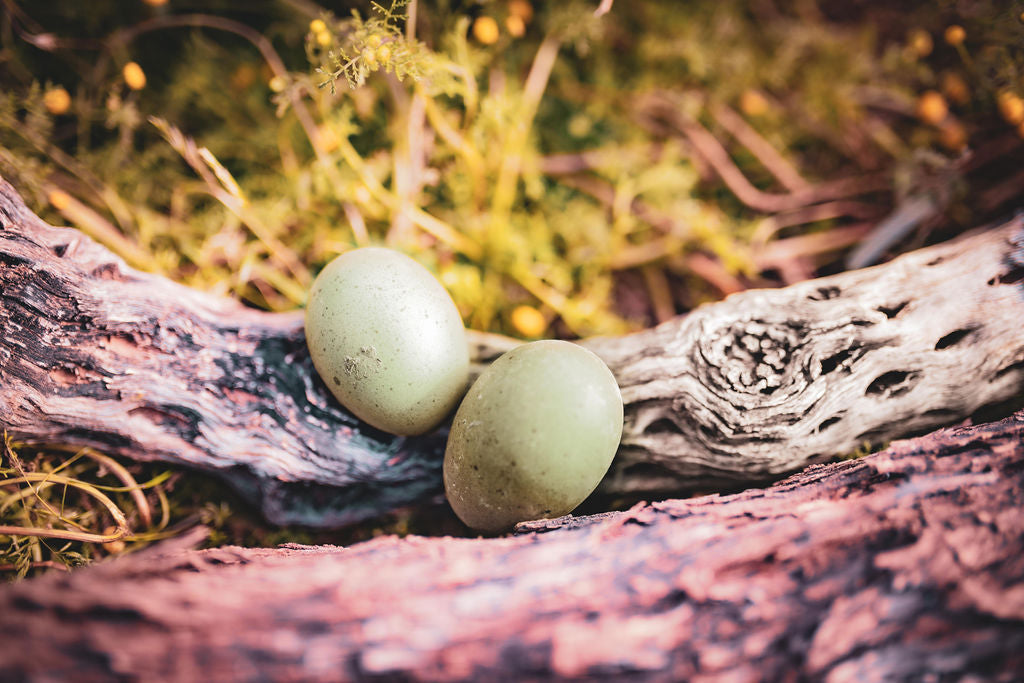 Olive Egger Chicks – Buy 10 + 5 Bonus Free (15 All-Female, Shipping Included)