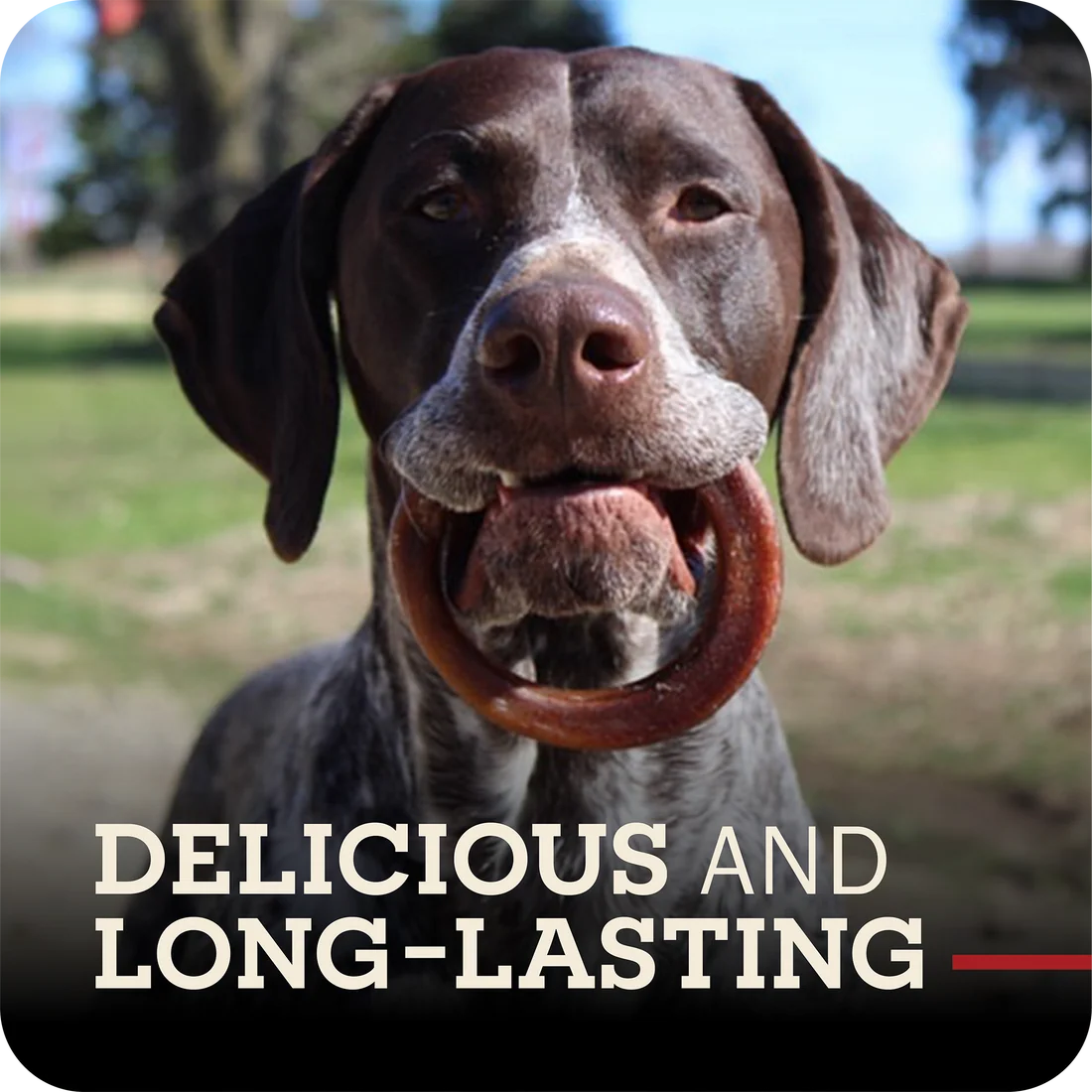 Redbarn Bully Rings Small Dog Chew