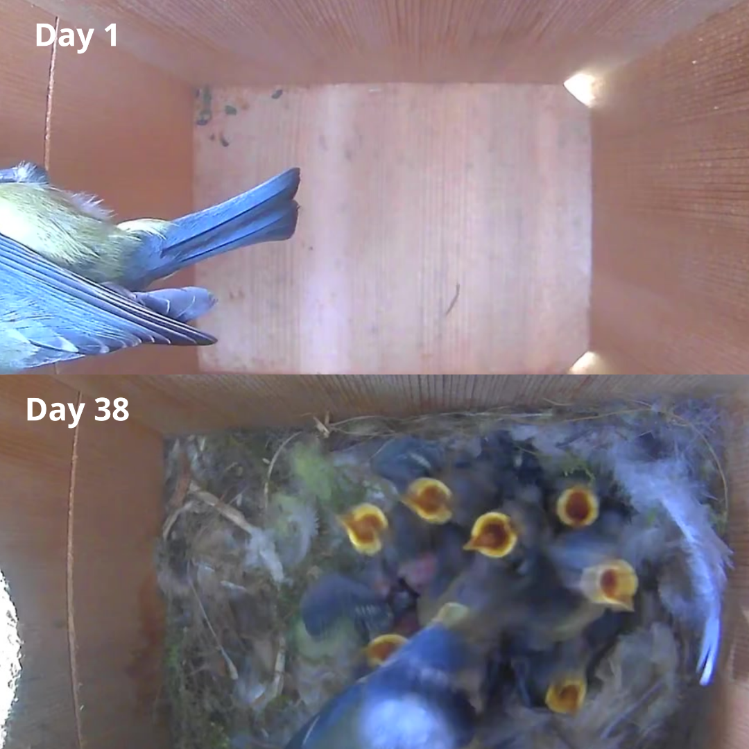 WiFi Battery Bird House Camera with Solar Panel