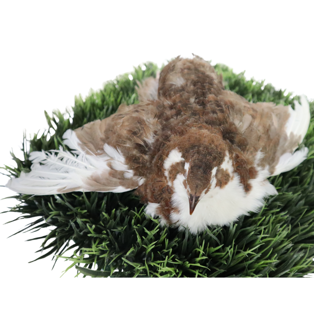Celadon Coturnix Hatching Eggs - true blue layers