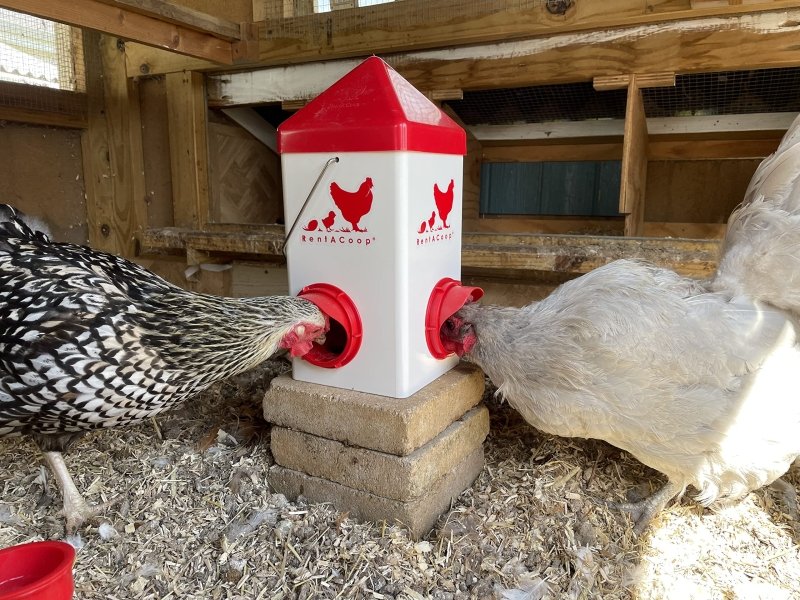 5lb Chick2Chicken BPA-Free 1-Port Chicken Feeder
