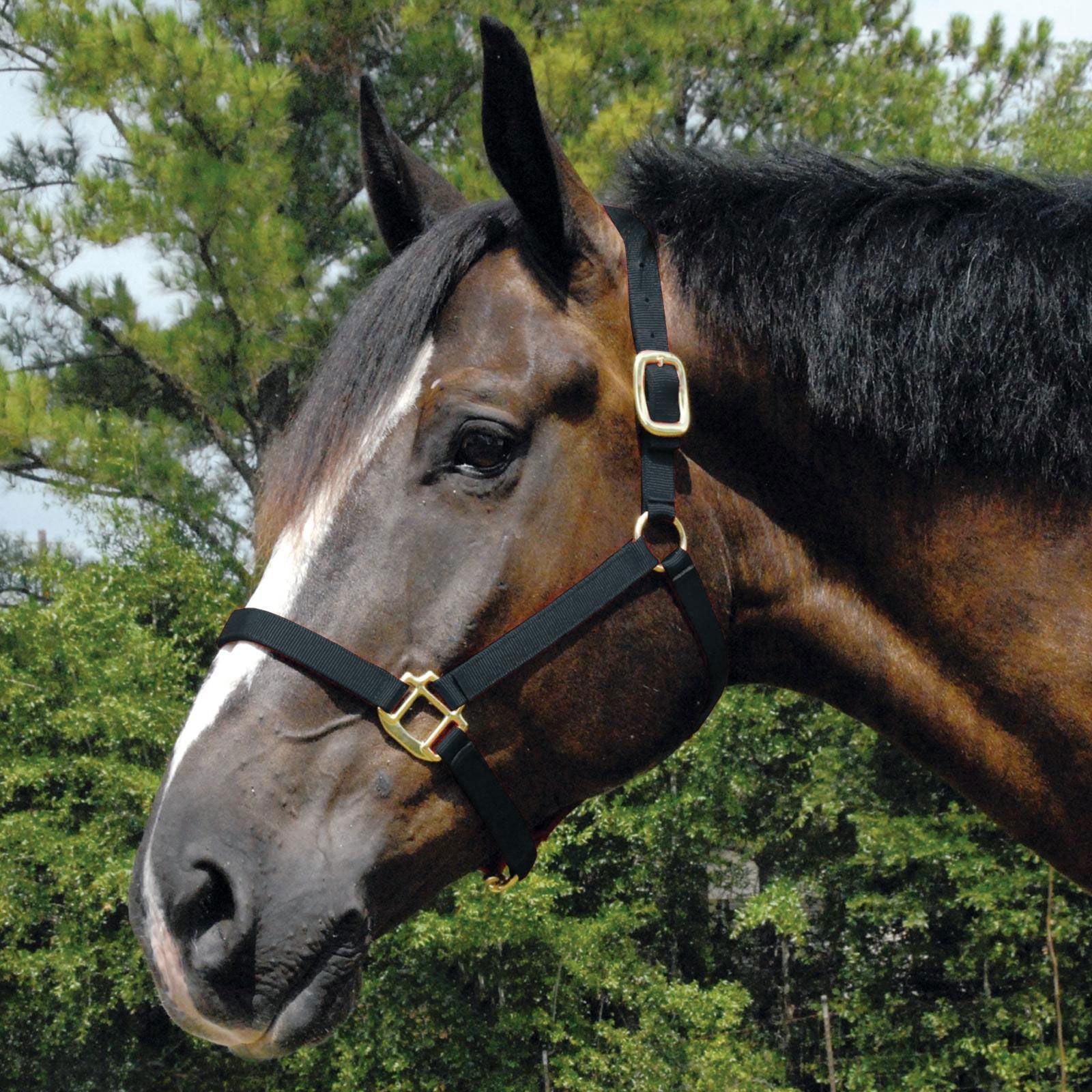 Arabian Nylon Horse Halter