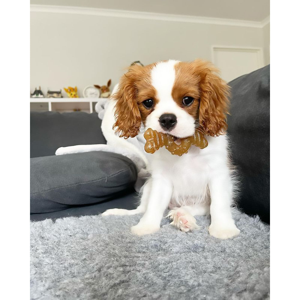 Nylabone Puppy Chew Teething Ring Bone XS