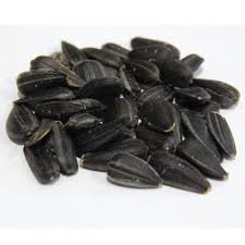 BLACK OIL SUNFLOWER 20 LB