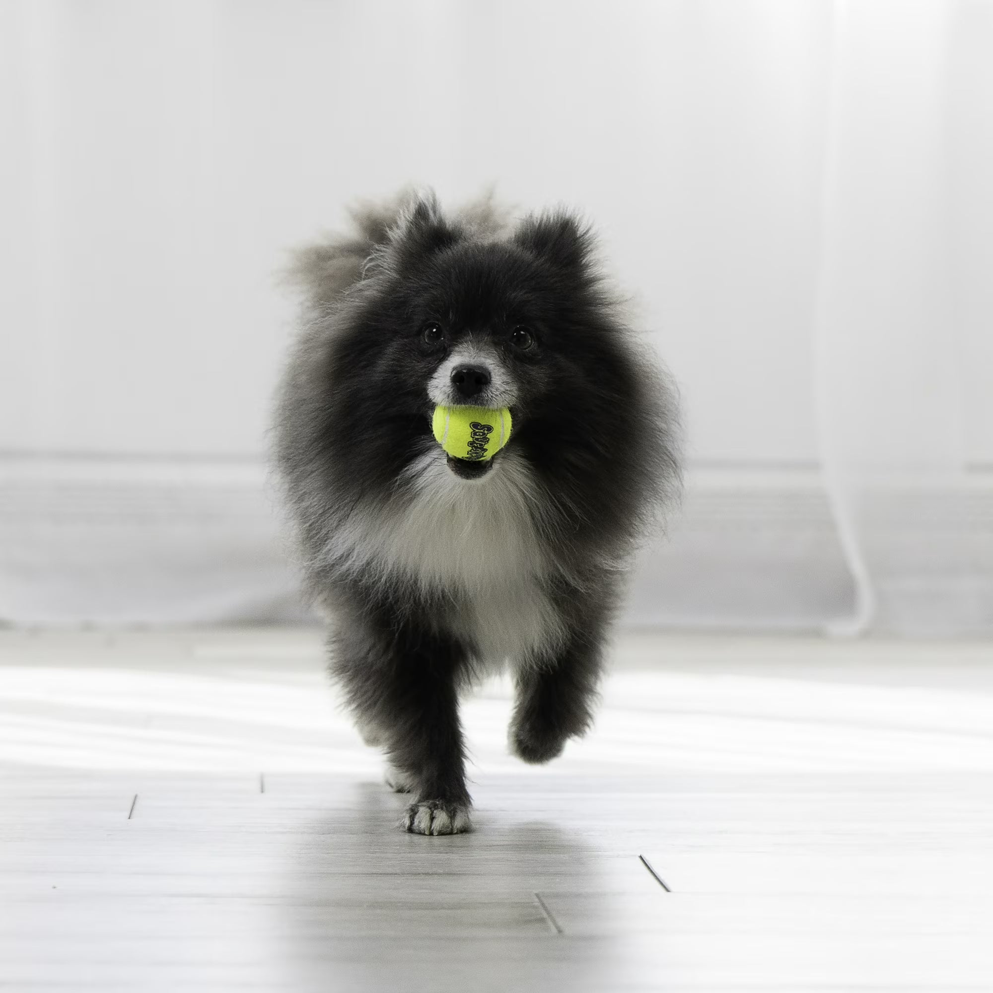 SQUEAKER TENNIS X-SML 3PK