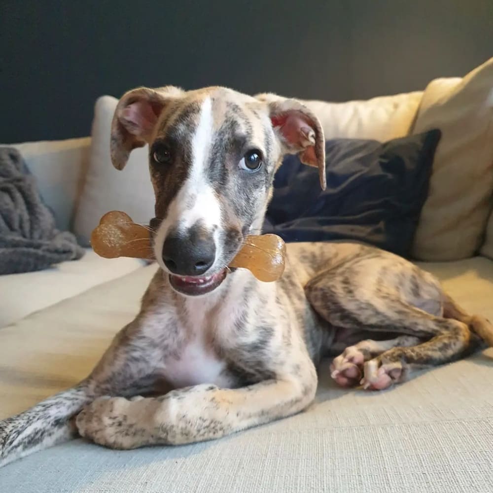 Nylabone Puppy Chew Bone Chicken Flavored Wolf