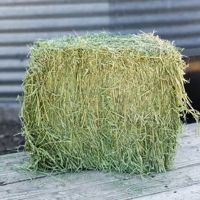 Standlee Timothy Grass Grab & Go Compressed Bale 50lb