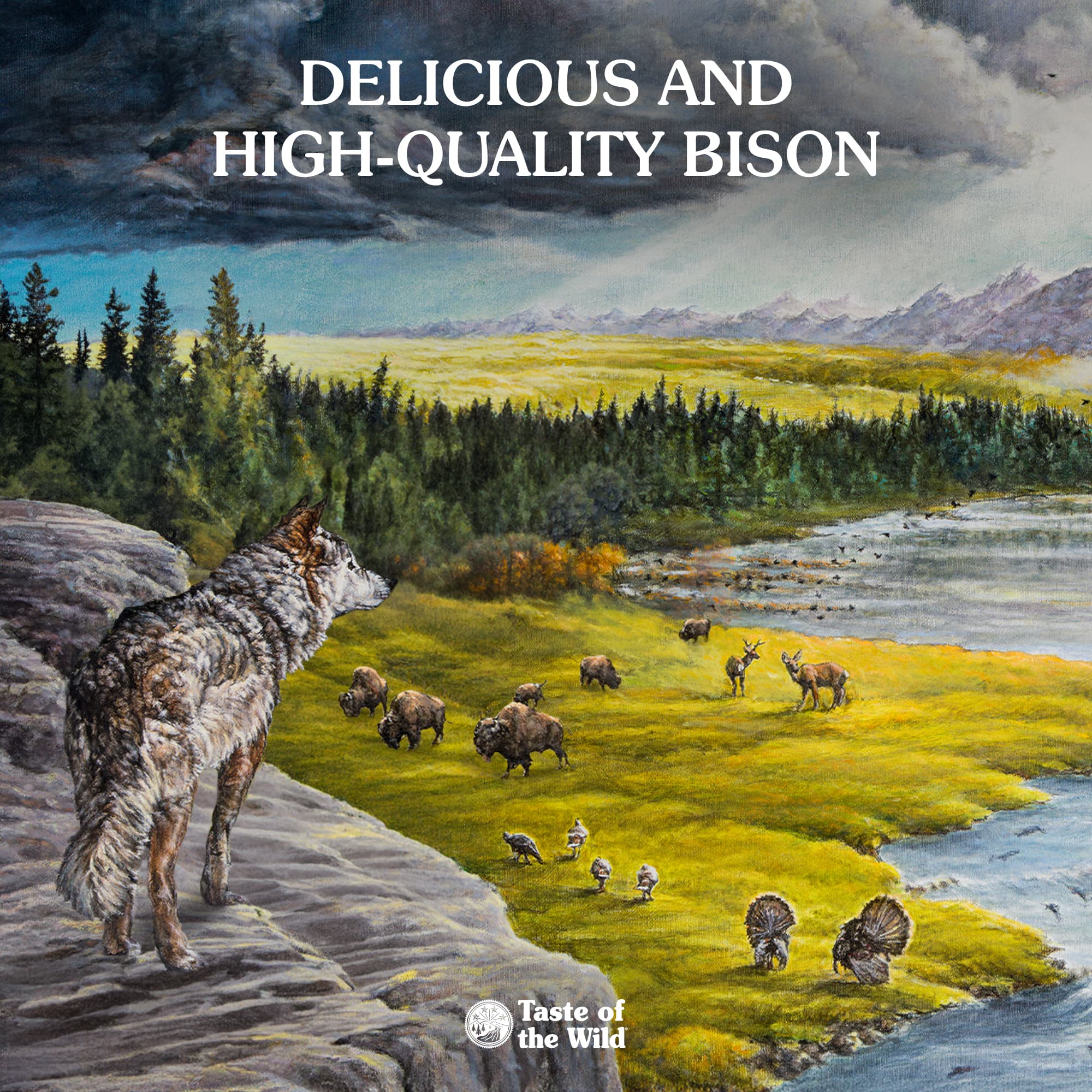 Taste Of The Wild High Prairie with Bison in Gravy Canned Dog Food 13.2oz