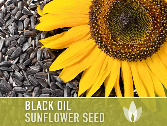 BLACK OIL SUNFLOWER 40 LB