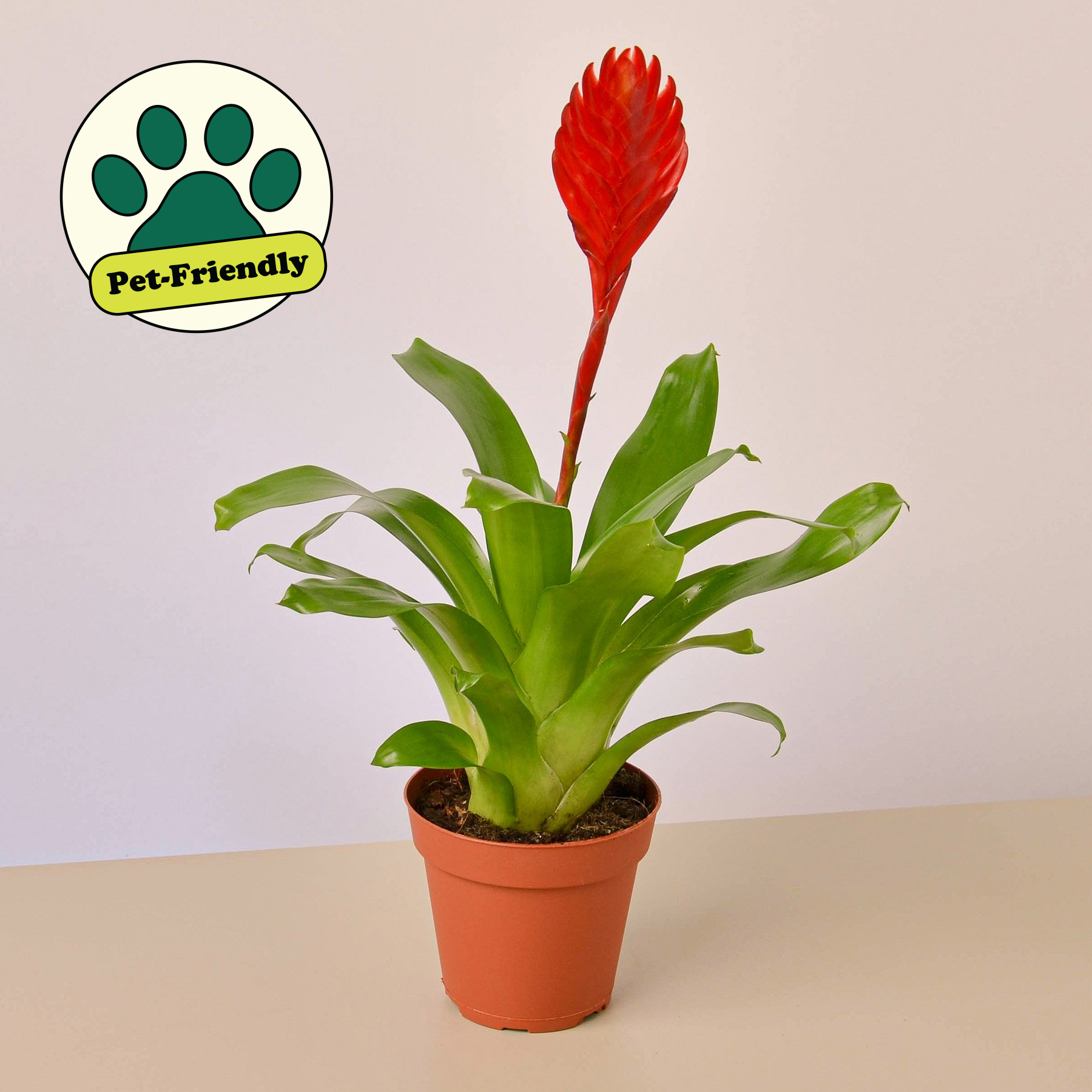 Bromeliad 'Christiane'
