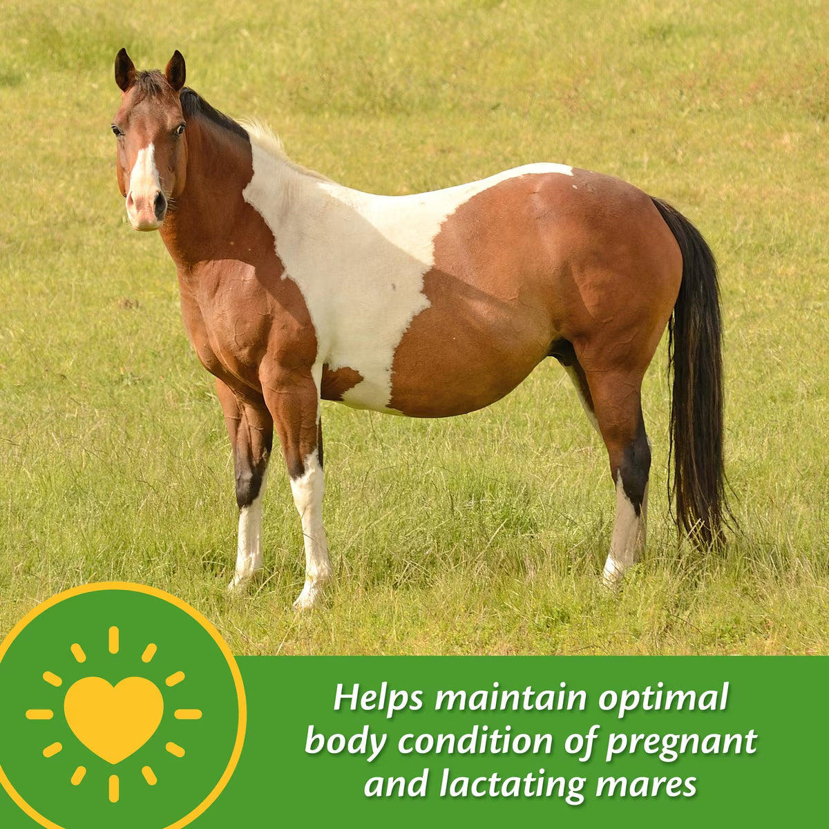 Farnam Mare Plus Gestation & Lactation Nutritional Horse Supplement 5lb