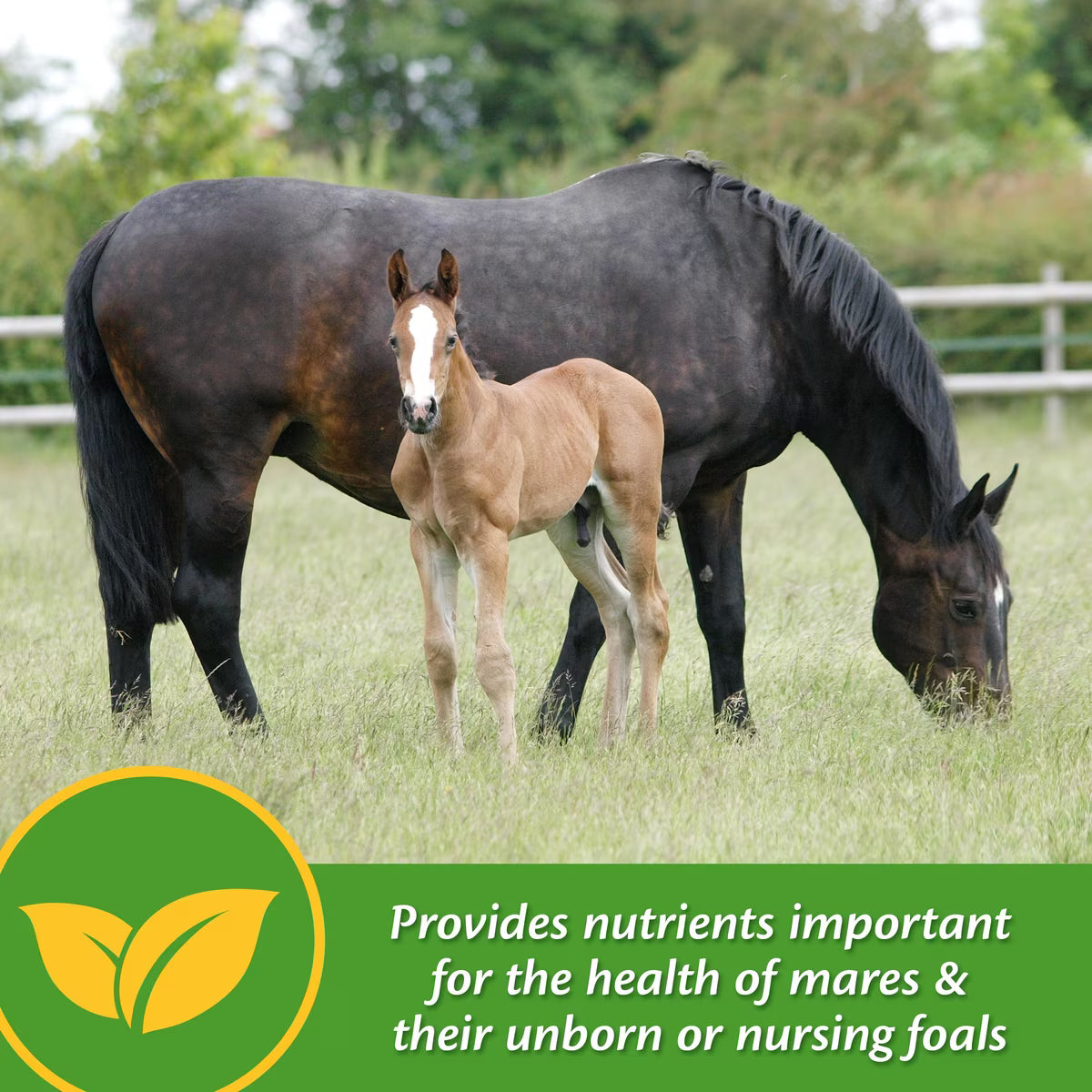 Farnam Mare Plus Gestation & Lactation Nutritional Horse Supplement 5lb