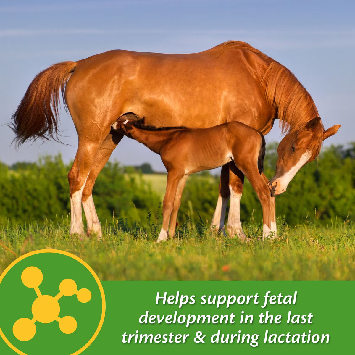 Farnam Mare Plus Gestation & Lactation Nutritional Horse Supplement 5lb