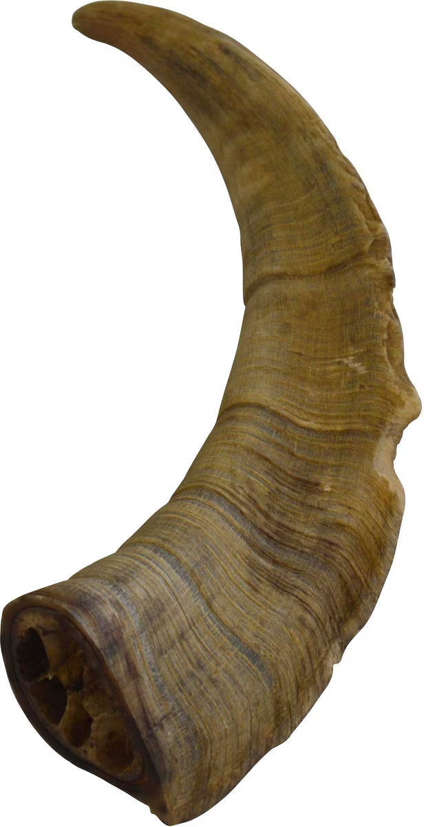 GOBI GOAT HORN LG