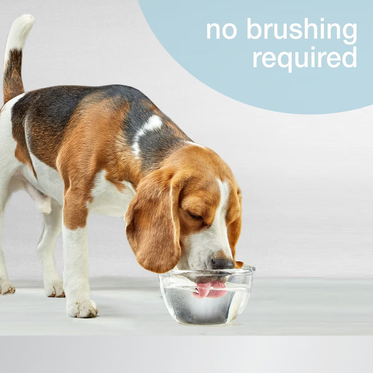 Nylabone Advanced Oral Care Water Additive for Dogs 16oz