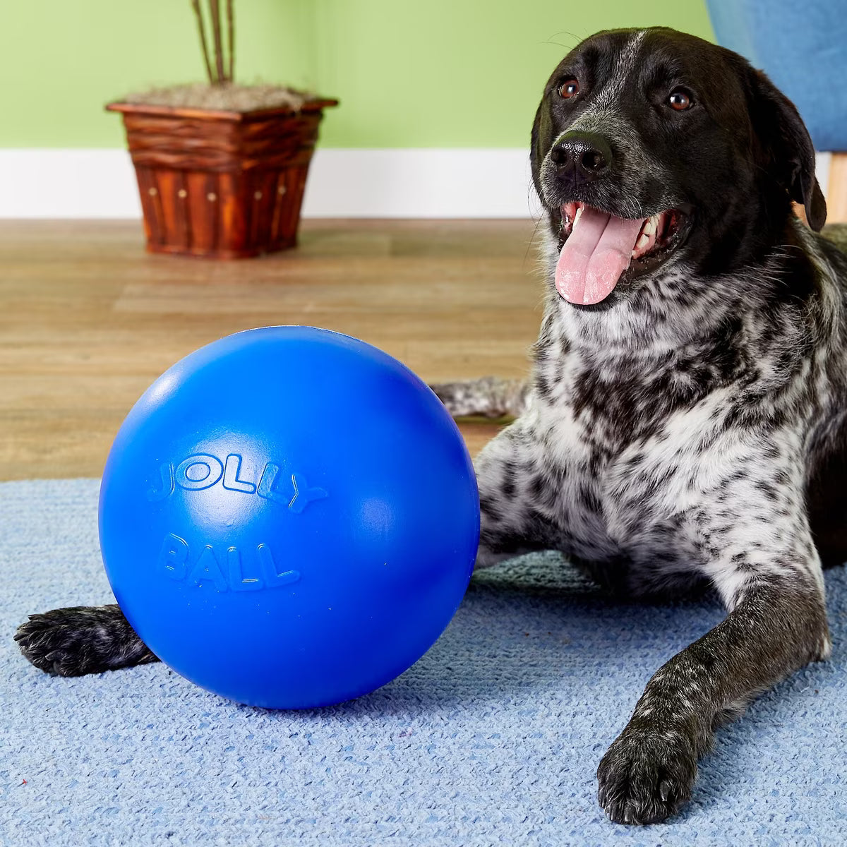 Jolly Pets Push-N-Play Ball for Dogs Blue 6in