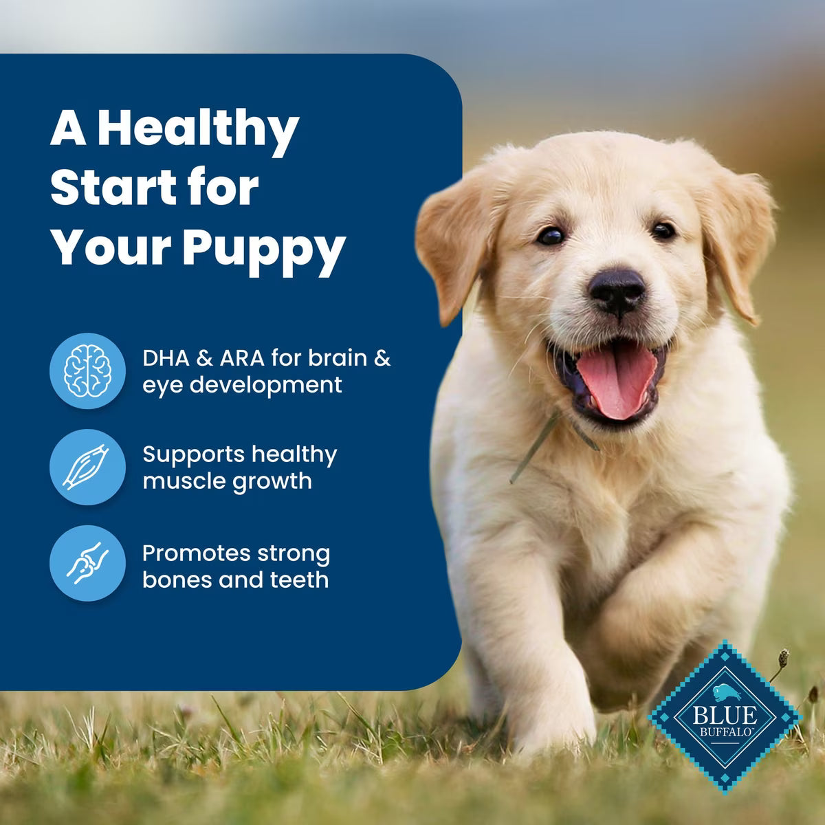 Blue Buffalo Life Protection Formula Puppy Chicken & Brown Rice Recipe Dry Dog Food 5 LB