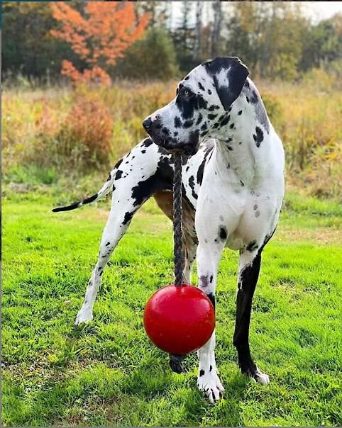 Jolly Pets Romp-n-Roll Rope and Ball Dog Toy 8in