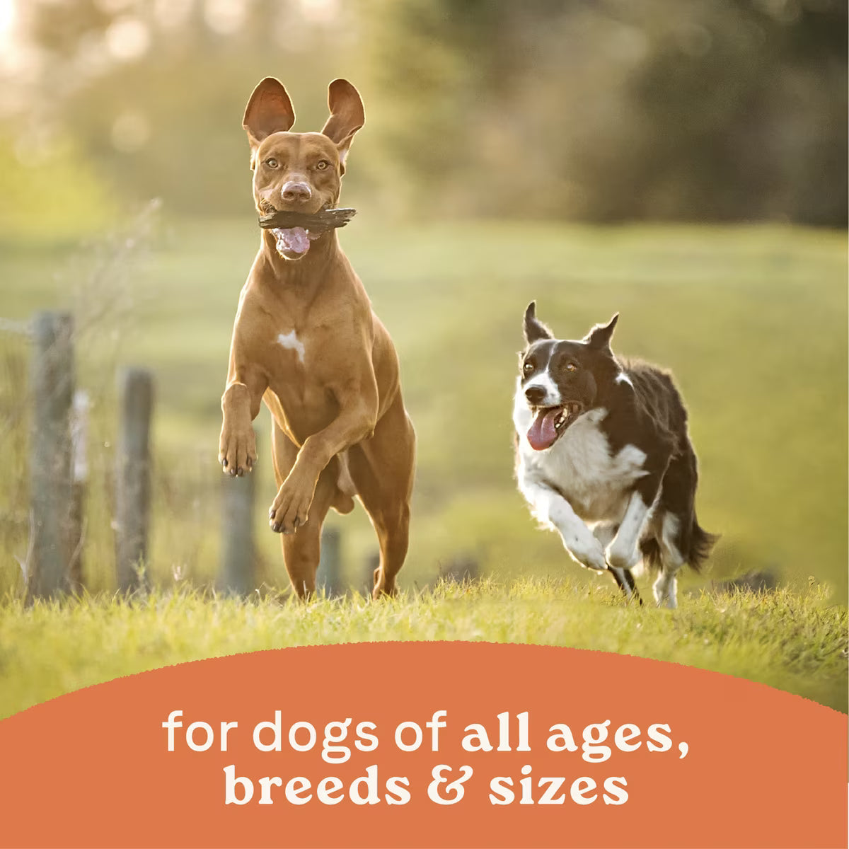 Canidae All Life Stages Lamb & Rice Formula Canned Dog Food 13oz