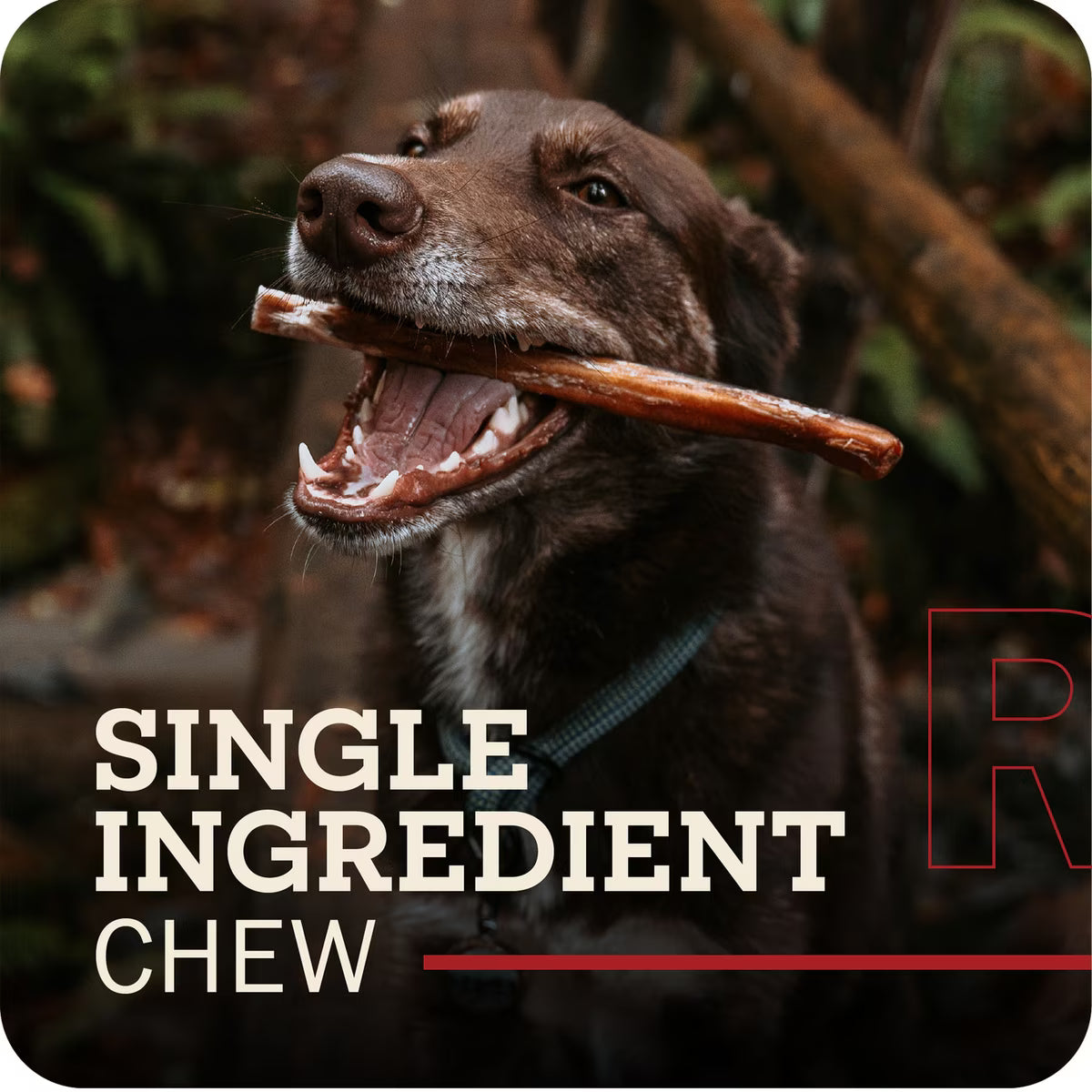 Redbarn Bully Stick Dog Chew 12in