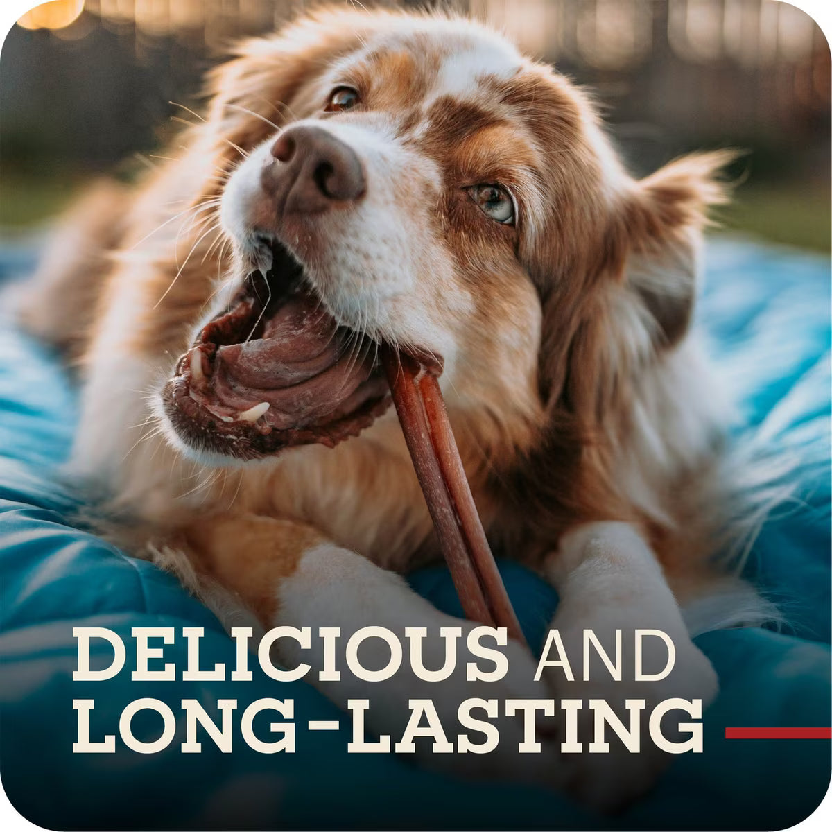 Redbarn Bully Stick Dog Chew 12in