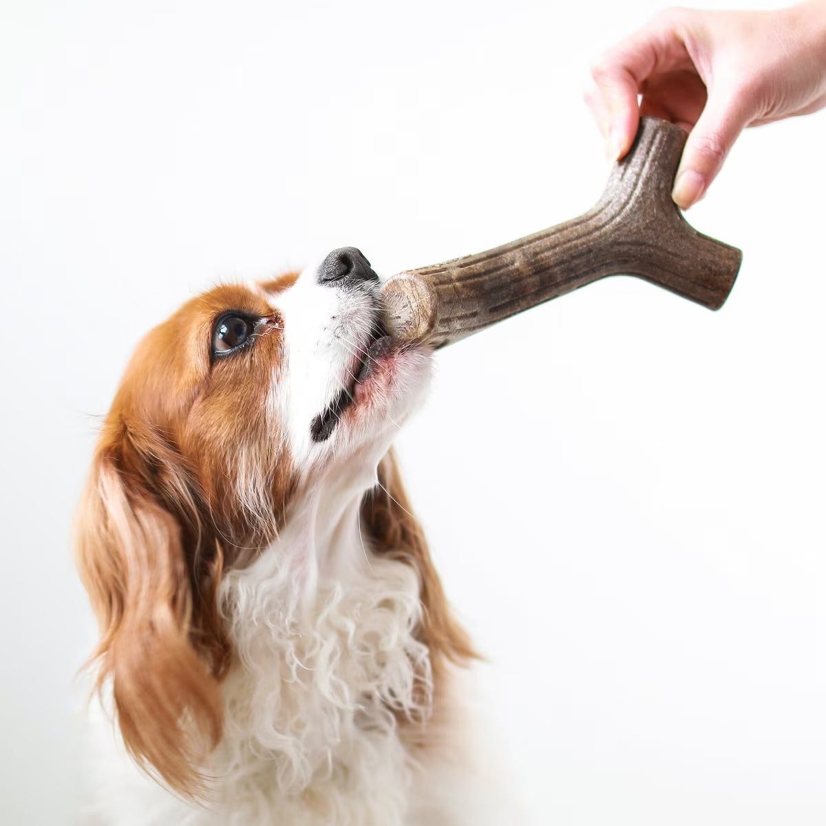 Benebone Dent Maple STCK     M
