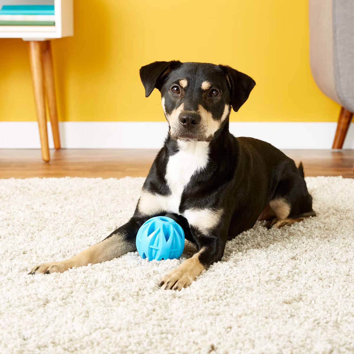 JW Pet Megalast Ball for Dogs Assorted Colors Large