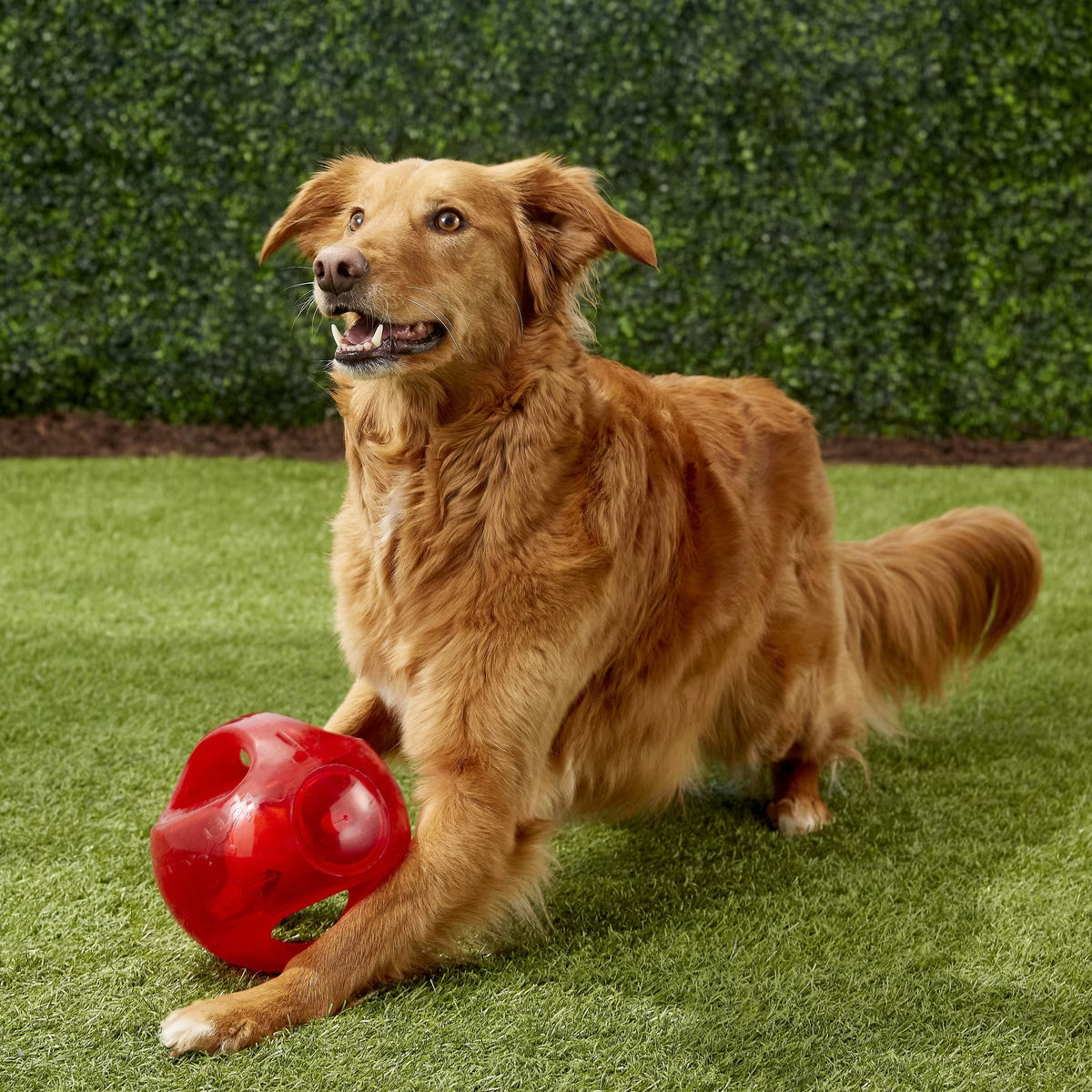 Kong Jumbler Ball Dog Toy Assorted Colors Large/XL