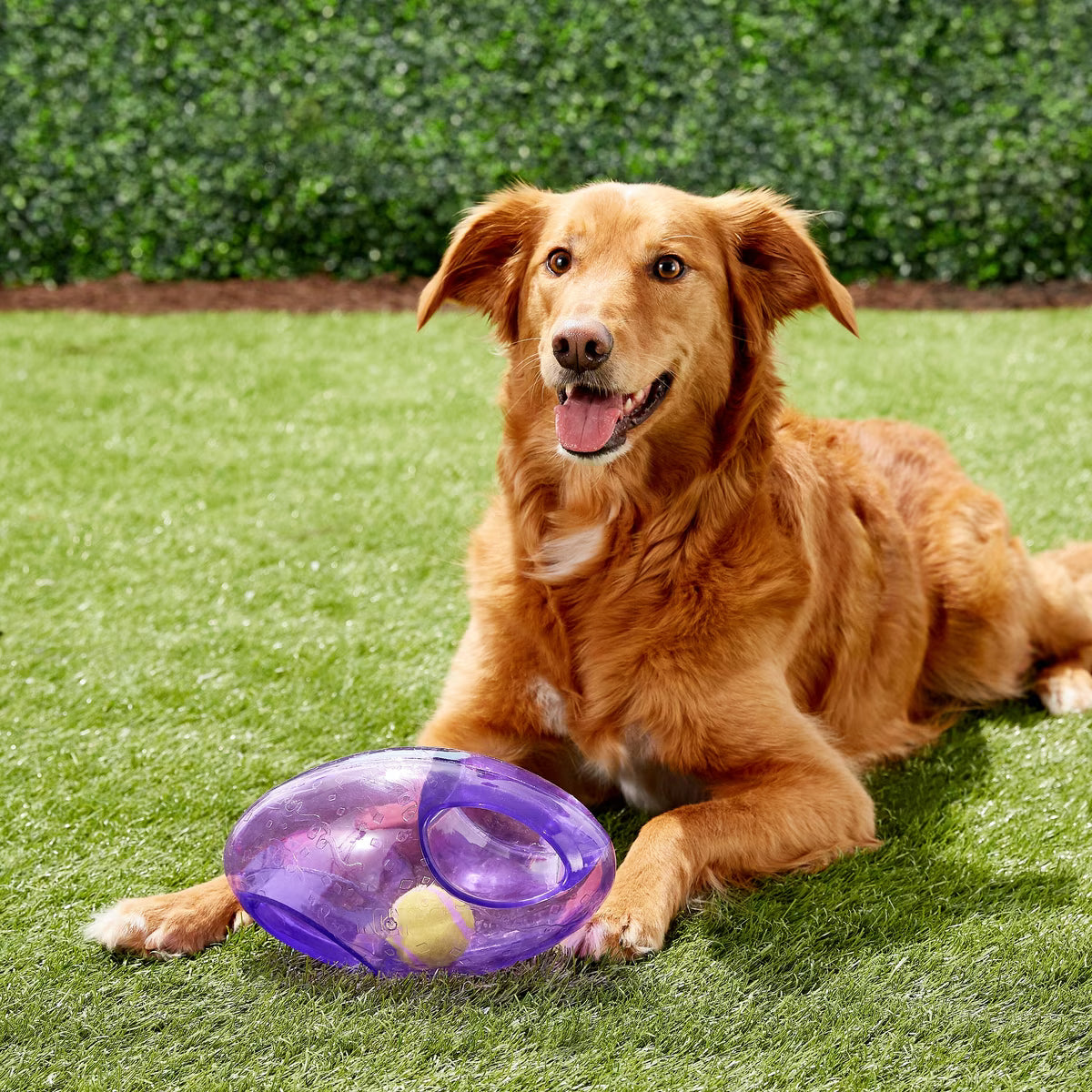 Kong Jumbler Football Dog Toy Assorted Colors Large/XL